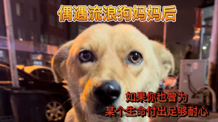 For the first time, there was no fear or anxiety in this stray dog mother’s eyes—only tenderness.