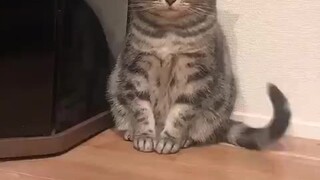 Kucing marah tertidur