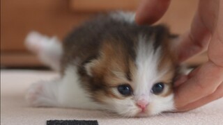 Whose kitten is so fat it can't stand up?!