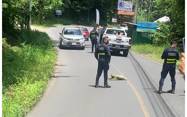 Waiting for the sloth to cross the road