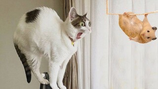 Funniest Cat Videos That Will Make You Laugh #29 - Funny Cats and Dogs Videos