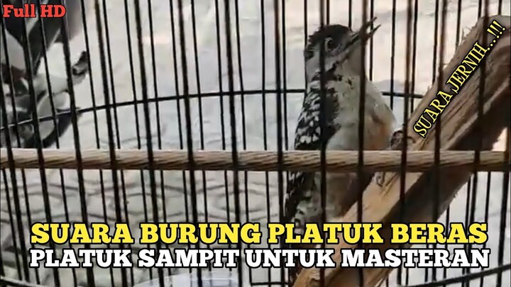 Suara Platuk Beras || Platuk Sampit Gacor Ngetir....