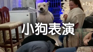 Anjing: Tidak sia-sia datang ke sini~ Sorakan kalian semua adalah doping semangatku~