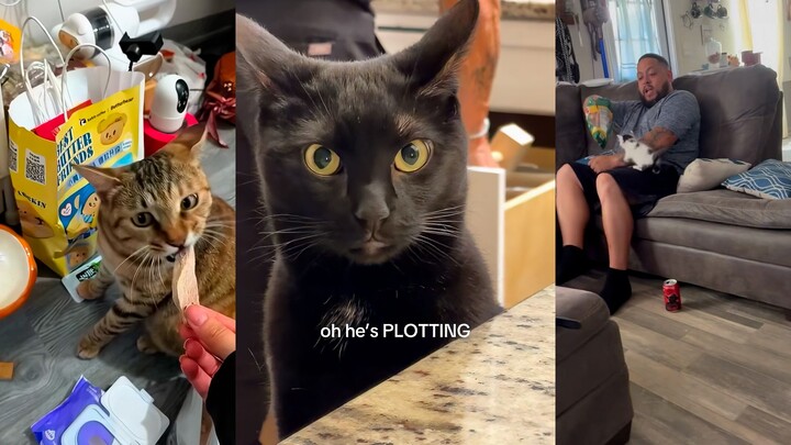 Cat: This is hunting for food, not just eating.