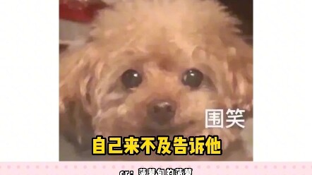 Cười bể bụng luôn! Anh chàng: Chẳng biết phải gọi cảnh sát hay cảm ơn nữa.