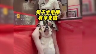Who doesn't like a sensible dog?