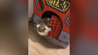 Bí mật cái chùa cat cutecat onhagiaitri GuongMatTreTho fyp kitten xuhuong