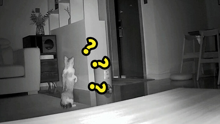 Apa yang sedang kucingmu lakukan di CCTV saat kau sudah mau pulang?