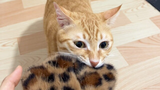 我的猫不允许我唱尖锐的歌