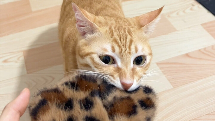 Con mèo của tôi không cho phép tôi hát những bài hát chói tai