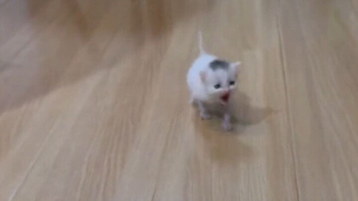 A little kitten just like a tiny mouse