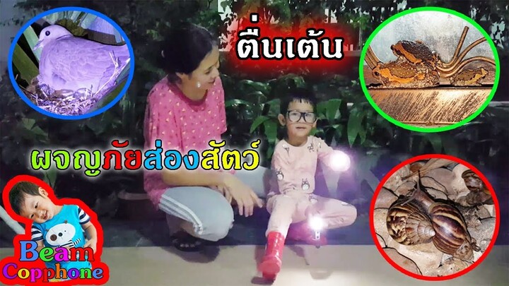 น้องบีม | พาเที่ยวส่องสัตว์ตอนกลางคืน Animals