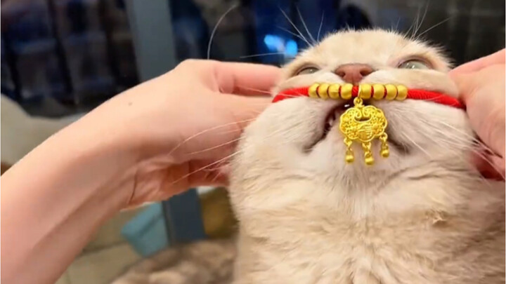 My mom bought a 20-gram gold necklace for the cat.