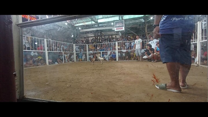 Cavan Backyard Farm 2nd fight Win