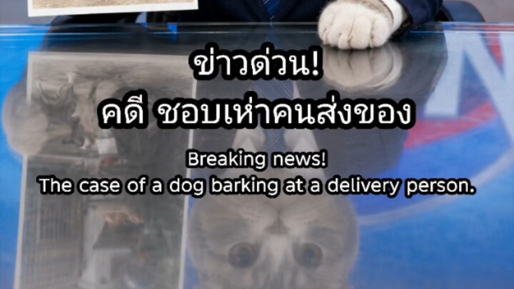 ‎[สำนักข่าว ASUJIAI] ข่าวด่วน! คดีชอบเห่าคนส่งของ #asujiai #funny #cat #dog