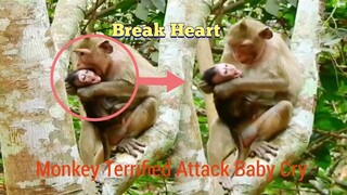 Break Heart!!, Monkey Terrified Attack Baby Cry Very Loudly, Tiny Baby Monkey Cry Breaking Heart