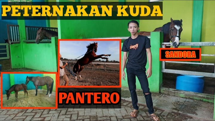 Kuda Harga Ratusan Juta - ROMO WIJOYO STABLE