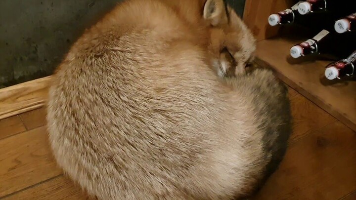 Come and see the little fox sleeping!