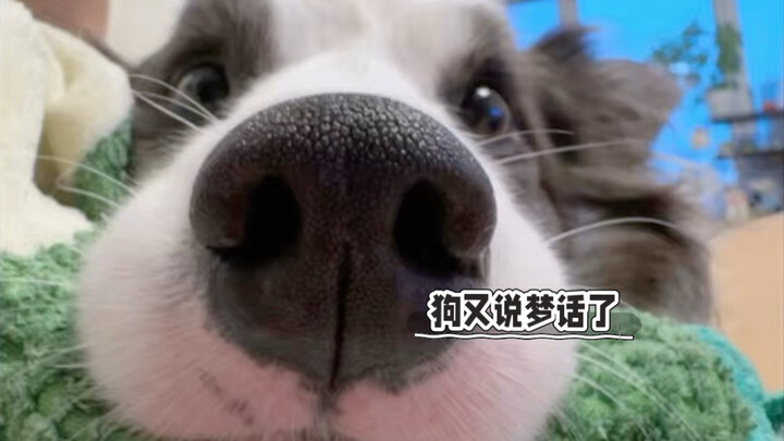Can dogs tell the difference between dreams and reality?
