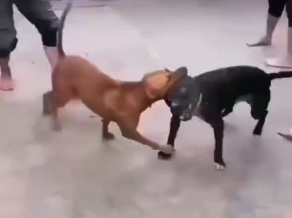 Không phải thế, làm thì làm, sao lại “làm” luôn vậy, thật là nghịch trời!