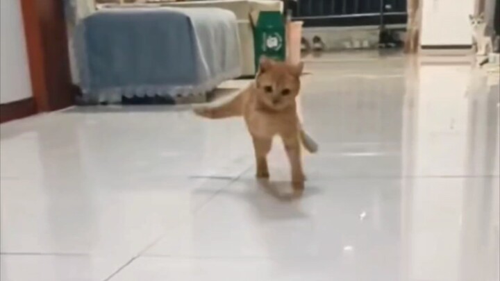 Empat kaki saling tak mau mengalah