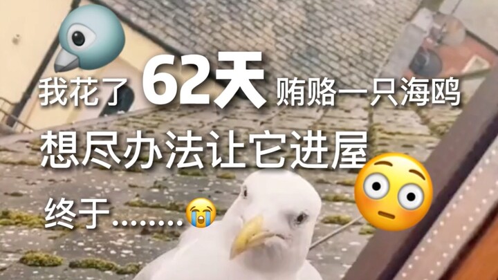 A guy got into a fight with a seagull and spent 62 days trying to lure it into his house for tea. He