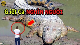 🔴Rợn Người Với 10 Con Cá Sấu Khổng Lồ Nguy Hiểm Và Đáng Sợ Nhất Thế Giới