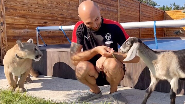 Messi báo sư tử: Không ngờ dê Nubia lại hài hước đến thế