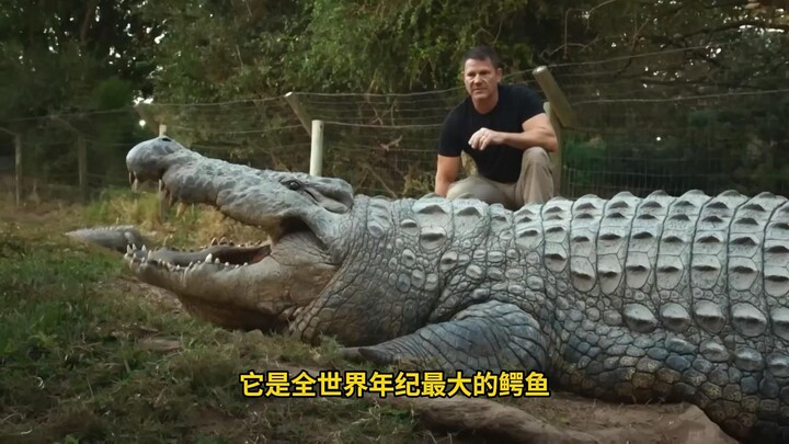 Henry the Nile crocodile, born in 1900, is the oldest crocodile in the world.