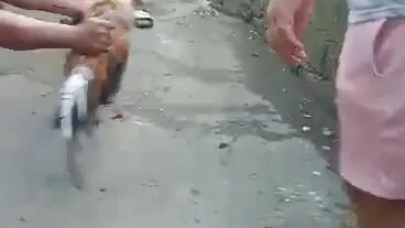 2nd fight bulik