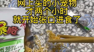 网上买的小宠物，才两个小时就开始张嘴进食了#这是一个悲伤的故事请不要笑 #给生活找点乐子 #滑走你就草率了 #哈哈哈😄我的个神勒