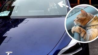 Model Y pertama di Shanghai akan dibawa pergi oleh seekor kucing!