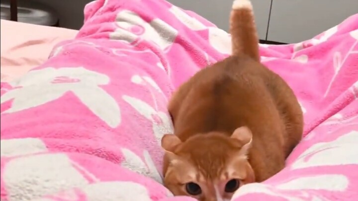 Cat: The bed’s warm—I’m sleeping on the bed!