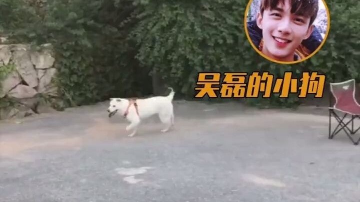 Orang lain syuting, Wu Lei malah pergi menangkap anjing!