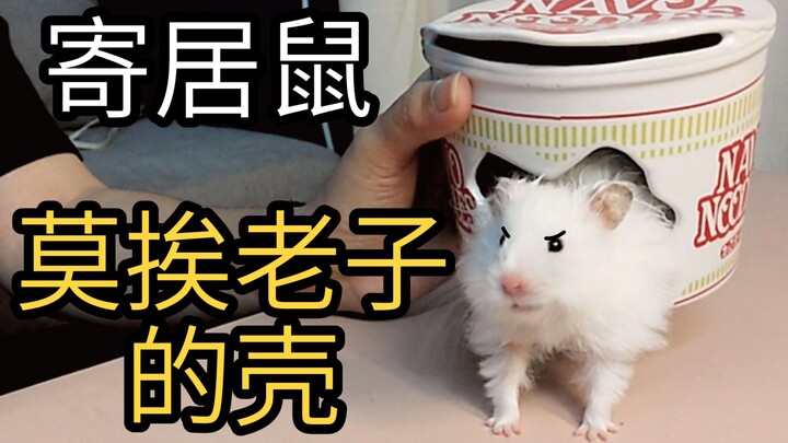 A chubby hamster has taken over my instant noodle bucket as a lodger and is even threatening me with