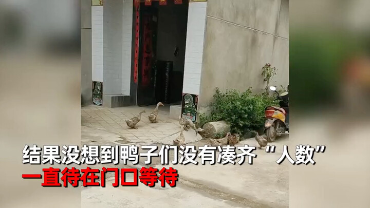 相邻两家鸭子每天组队仪式感十足 主人故意少放3只结局意外