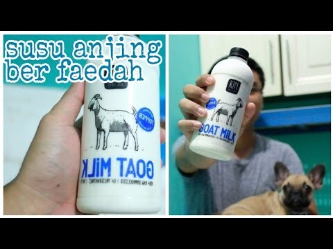 REVIEW SUSU ANJING