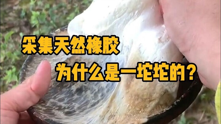 采集天然橡胶，为什么是一坨坨的？