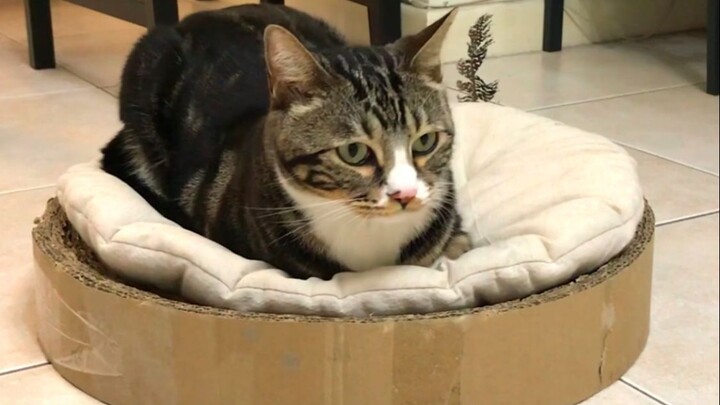 It’s getting cold—why don’t you invite him into the cat bed? [Pee-Pee is a Cat]