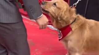 Anjing Golden Retriever: Dunia ini hanya ada orang baik dan anjing jahat.
