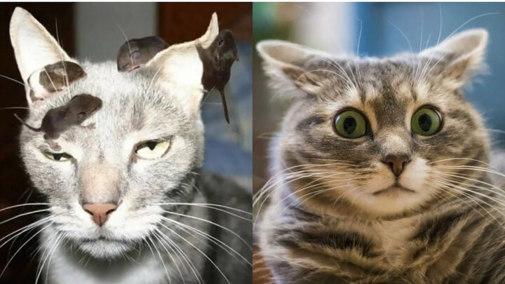😼 Funny cats compilation, try not to laugh 😂 Fails cats video