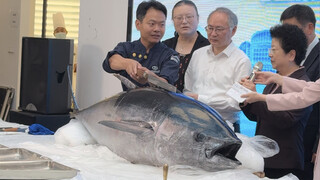 The school gave out tuna to everyone. This study was finally worthwhile.