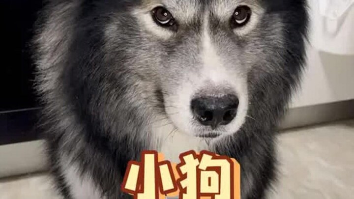 Chó: Lần sau vẫn gọi chỗ này! Không tháo ra ăn cơm nữa đâu, lừa nước đấy, chó con ăn cơm, cuộc sống 