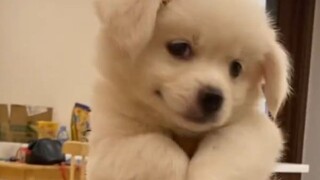 “ลูกสุนัขดูโง่เพราะมันชอบคุณ”