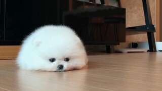 Awan kecil Anda sedang online! Rekaman video masa kecil anak anjing Pomeranian yang sangat lucu | Me