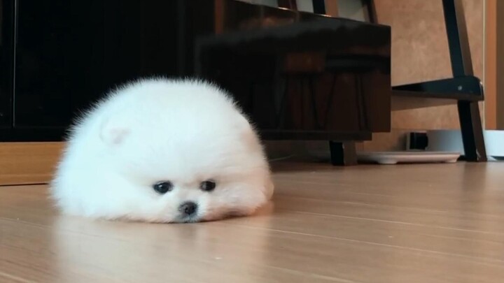 คลาวด์ตัวน้อยของคุณออนไลน์แล้ว วิดีโอบันทึกลูกสุนัข Pomeranian ในวัยเด็กสุดน่ารัก | *ว์เลี้ยงรักษา
