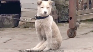 Funniest Animal Videos Compilation