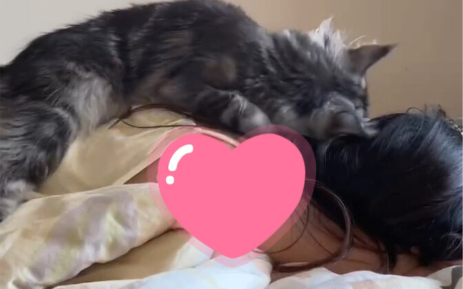 คุณเคยเห็นแมวที่ดึงดูดผู้คนหรือไม่?