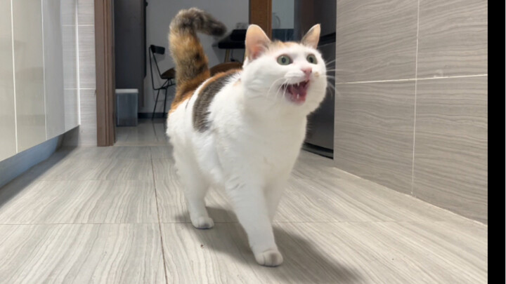 Aaaaah, dunia ini nggak bisa hidup tanpa kucing kecil!!!