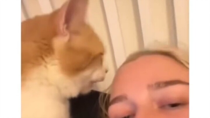 Cat and Dog Talk